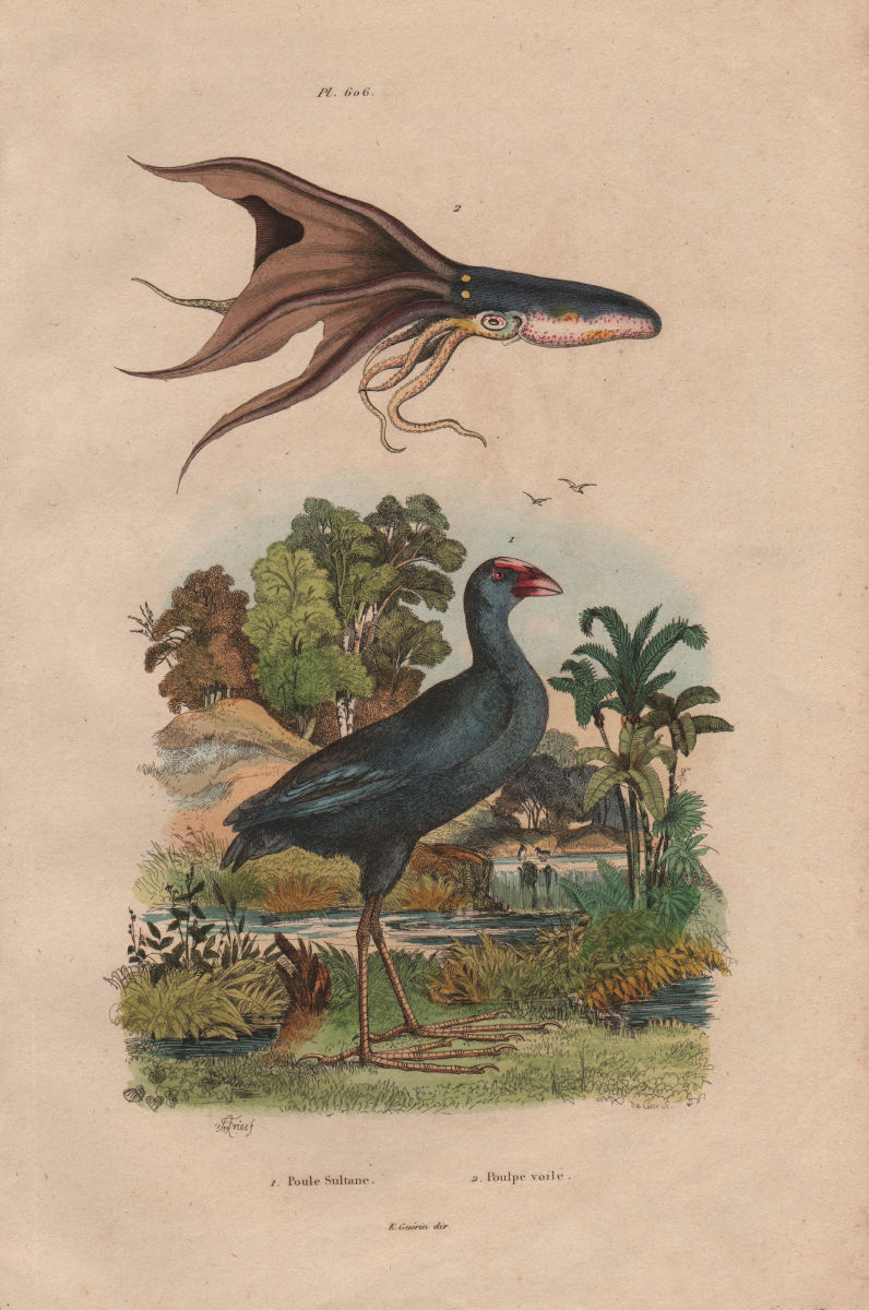 Poule Sultane (Purple Swamphen). Poulpe voile (Glowing sucker octopus) 1833